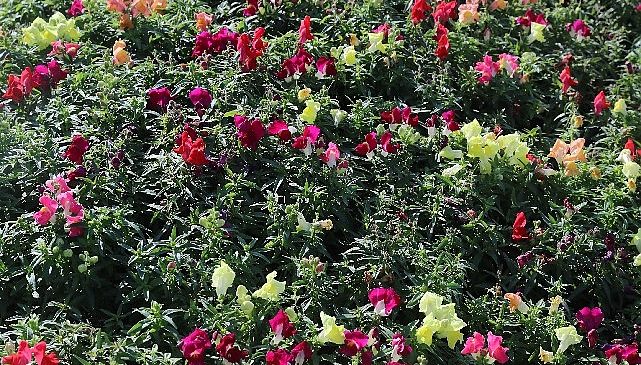 Antalya’da 4 milyon çiçek toprakla buluşuyor