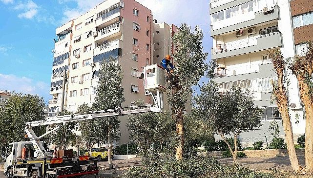 Buca’da budama seferberliği
